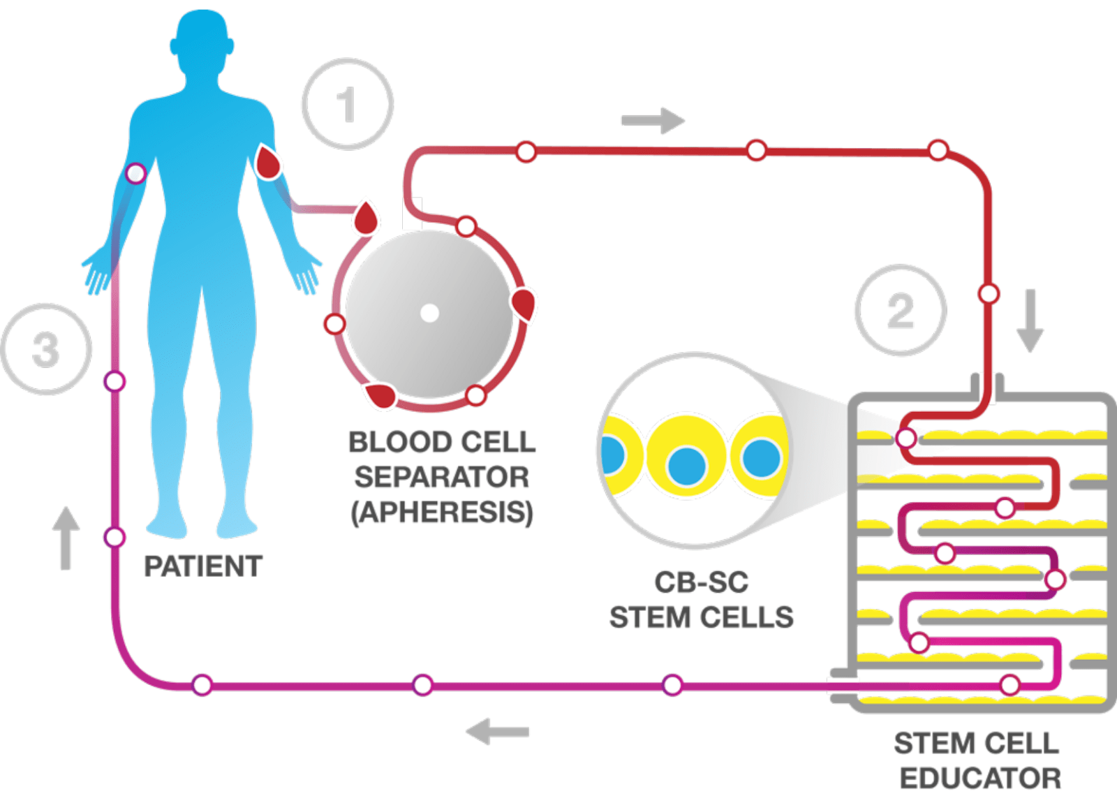 A Breakthrough Stem Cell Therapy Opens New Paths for Autoimmune Disease Patients