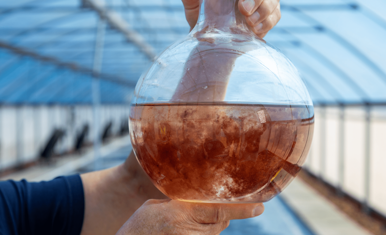 Harnessing Seaweed to Mitigate Livestock’s Climate Impact