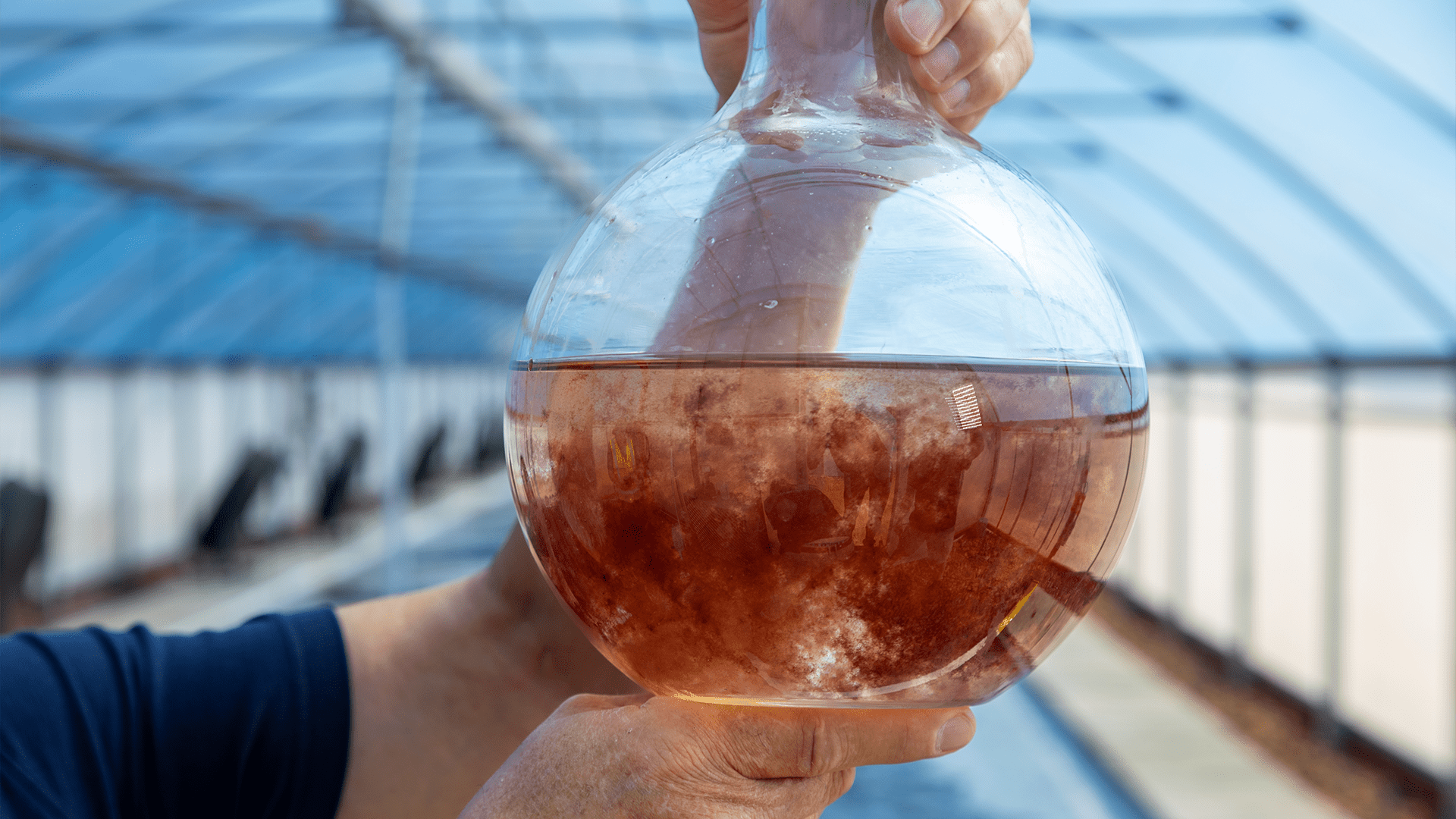 Harnessing Seaweed to Mitigate Livestock’s Climate Impact